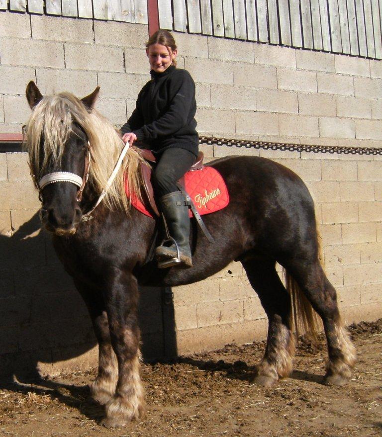Cheval alezan brulé clearance a vendre