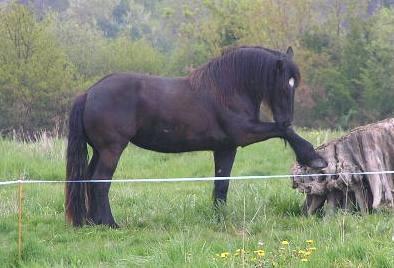 [Trait - Poitevin - Jument] Néfertari SuperbA