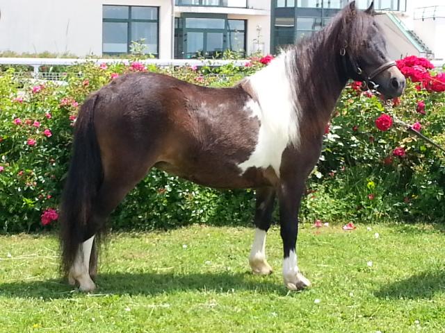 DELICE DE CAUX