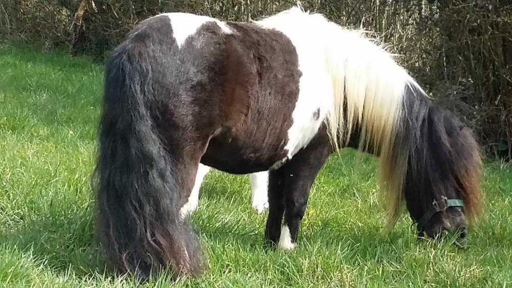 DARLING DE CAUX