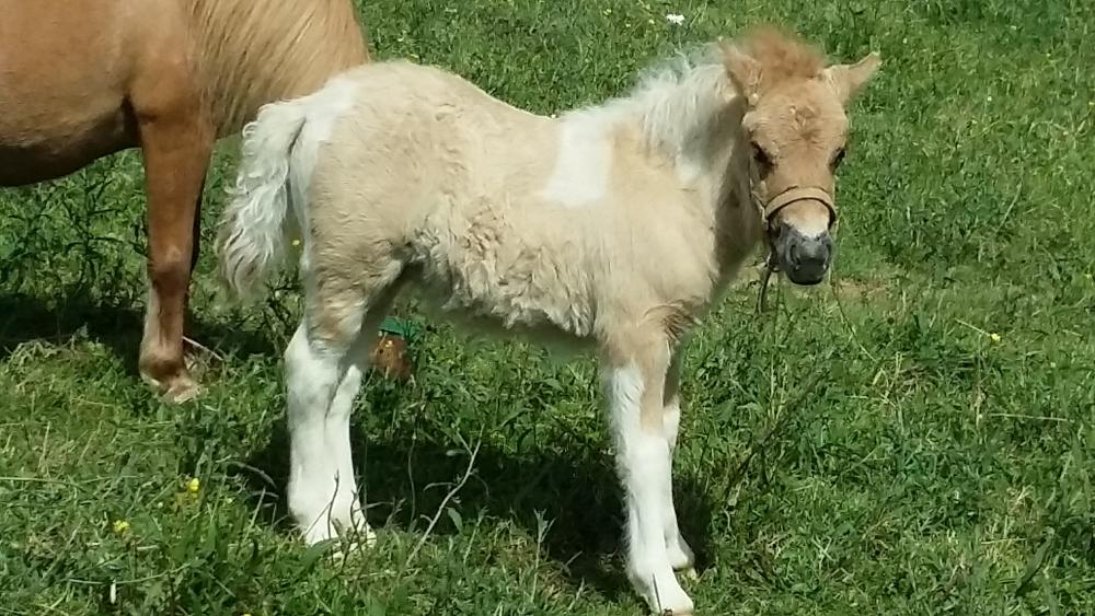 HONEYBELLE DE CAUX