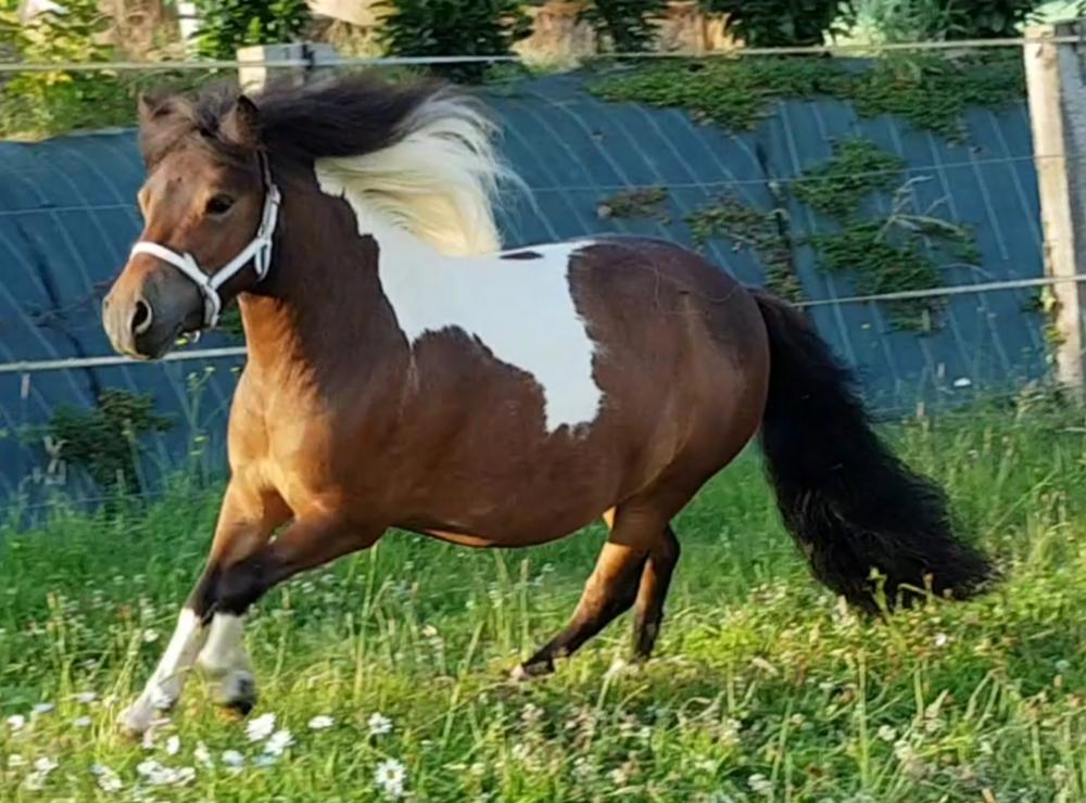 E'POP DU MAUGER