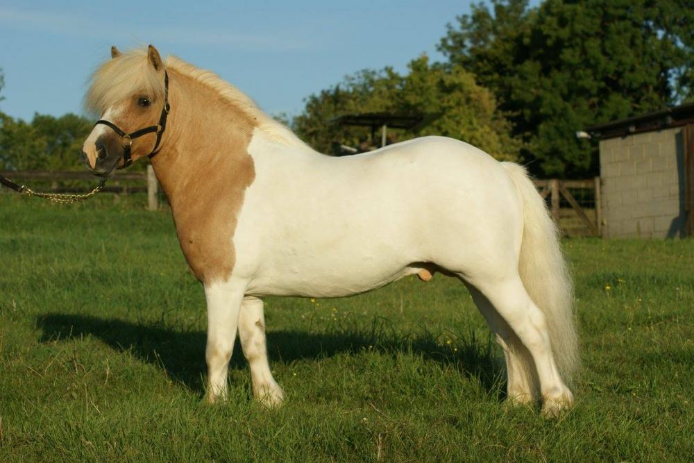 CORENN DE CABUE