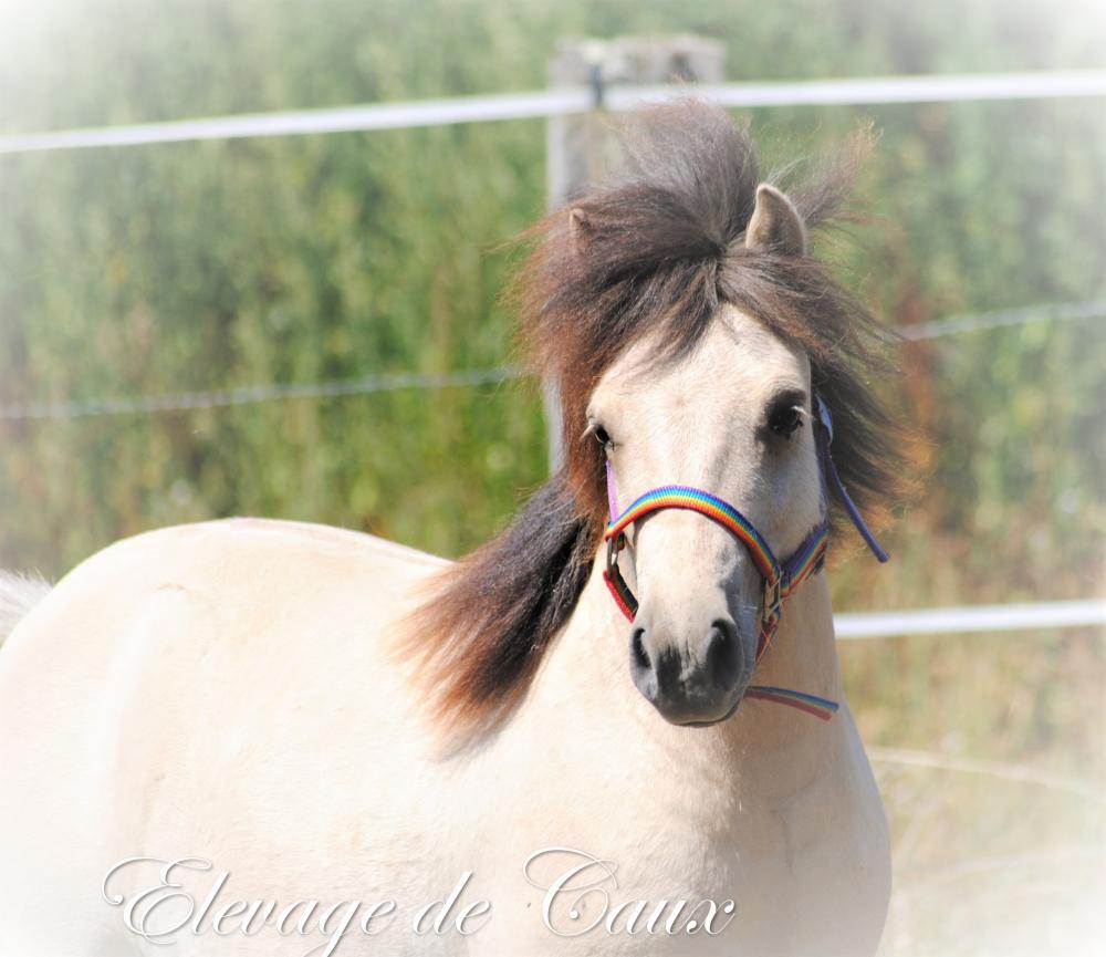 LIXTRAFRIZ DE CAUX