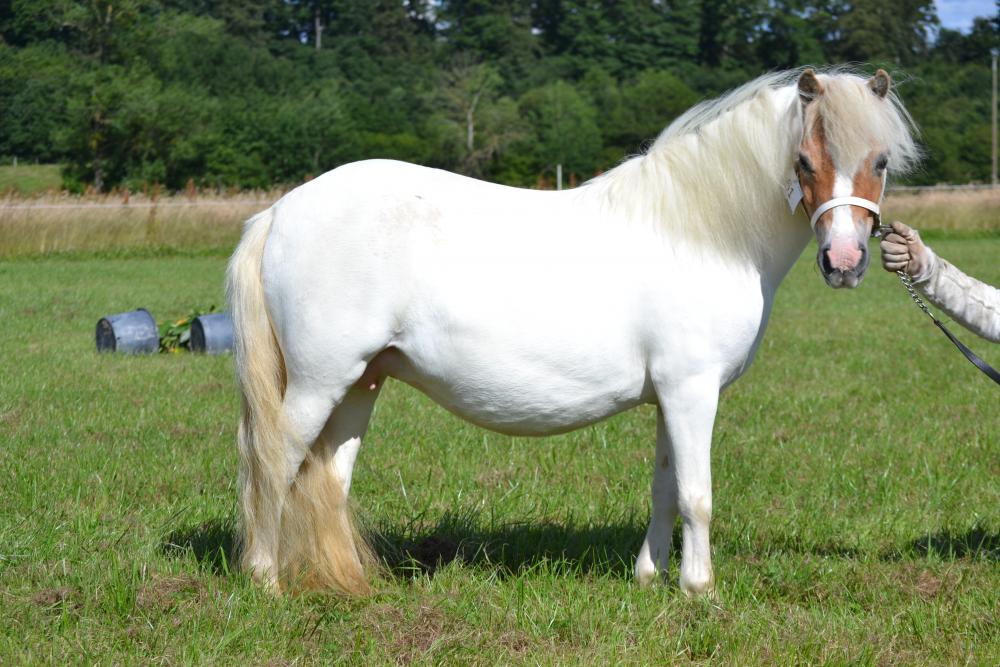 AMALIA V STAL DE WERKHORS