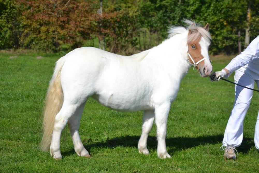 GOLDY BLUE DE CAUX