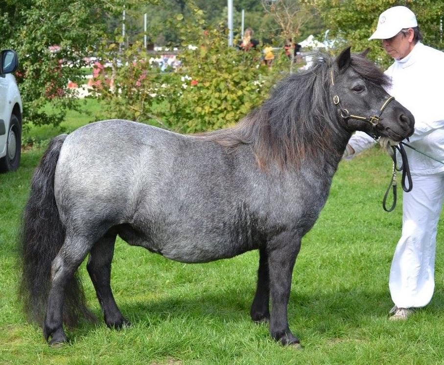 LELIE VD STEGE
