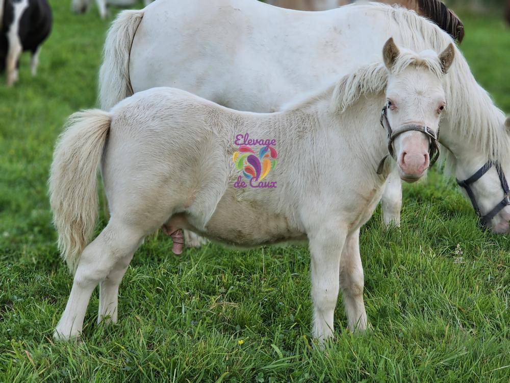 NAXI BLUE DE CAUX