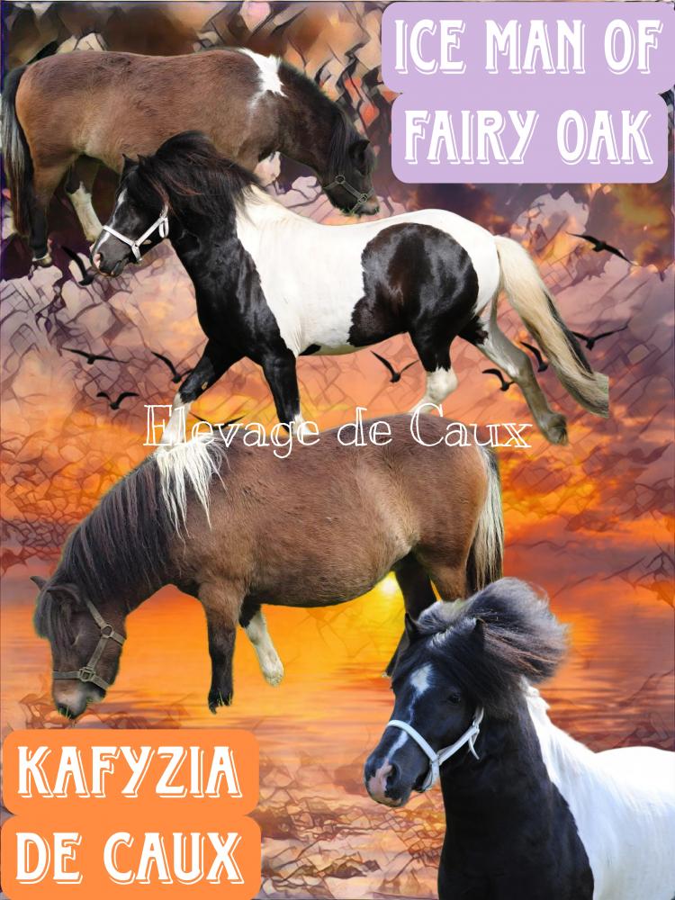 N23 KAFYZIA