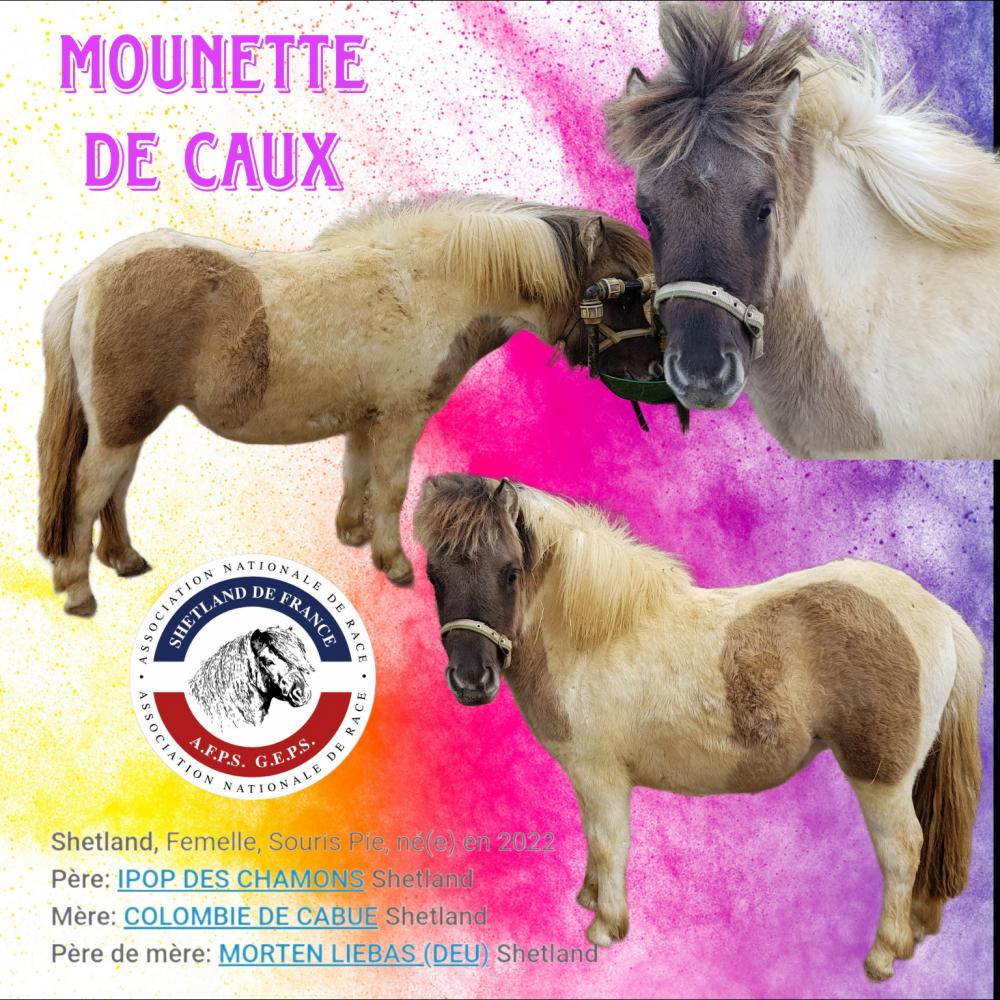 MOUNETTE DE CAUX