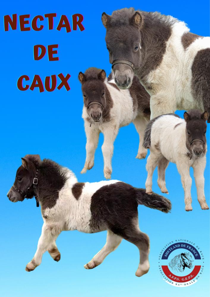 NECTAR DE CAUX
