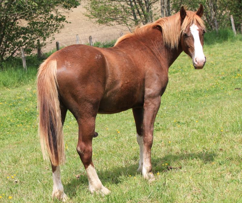 Poney alezan a vendre deals