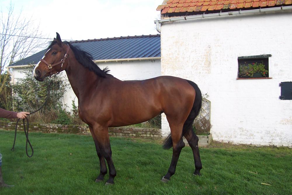 PRALINE MERCI