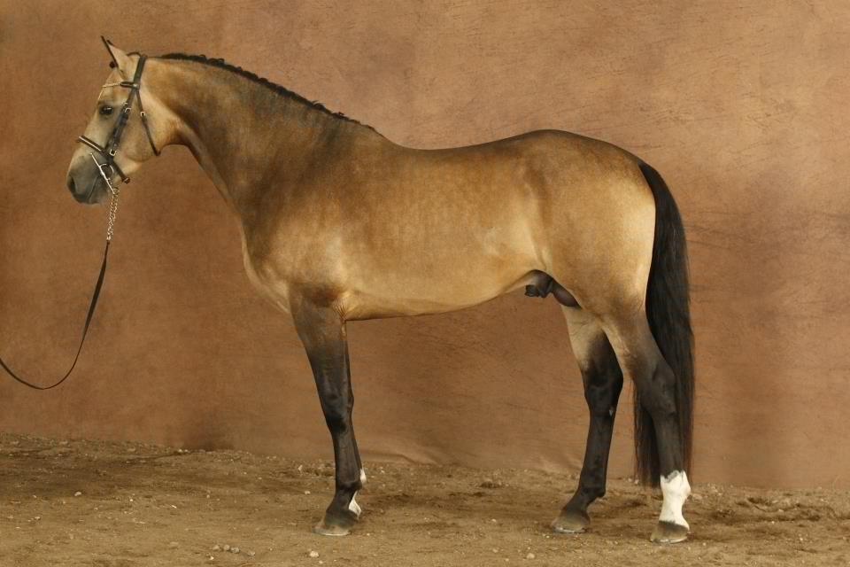 Cheval sales isabelle fumé