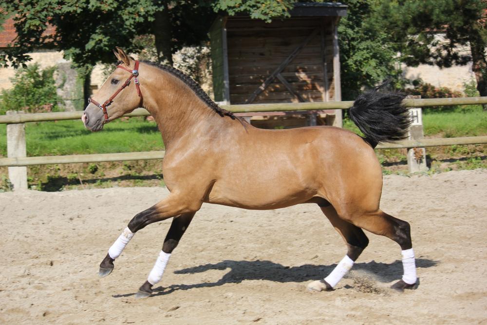JEDI D'ESCOLINA Lusitanien Les lusitaniens de St Eloy Elevage de