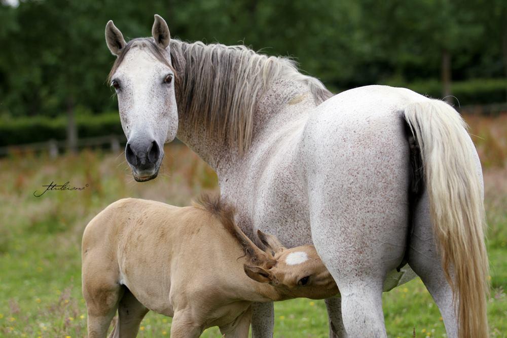 On ne renonce jamais aux chevaux(photo,vidéo)+LE PUR-SANG-LUSITANIEN Soberba_diva_I
