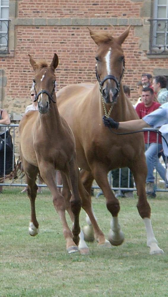 SAPHIR TOURNERIE
