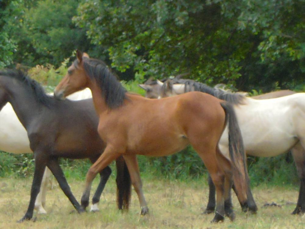 VOLUPTE DU ROUTHOU