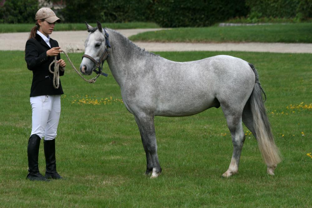 UNO DE GUERMANTES