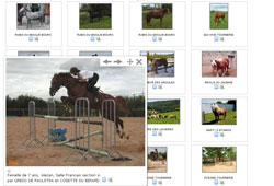 Phototh&egrave;que des chevaux &agrave; vendre