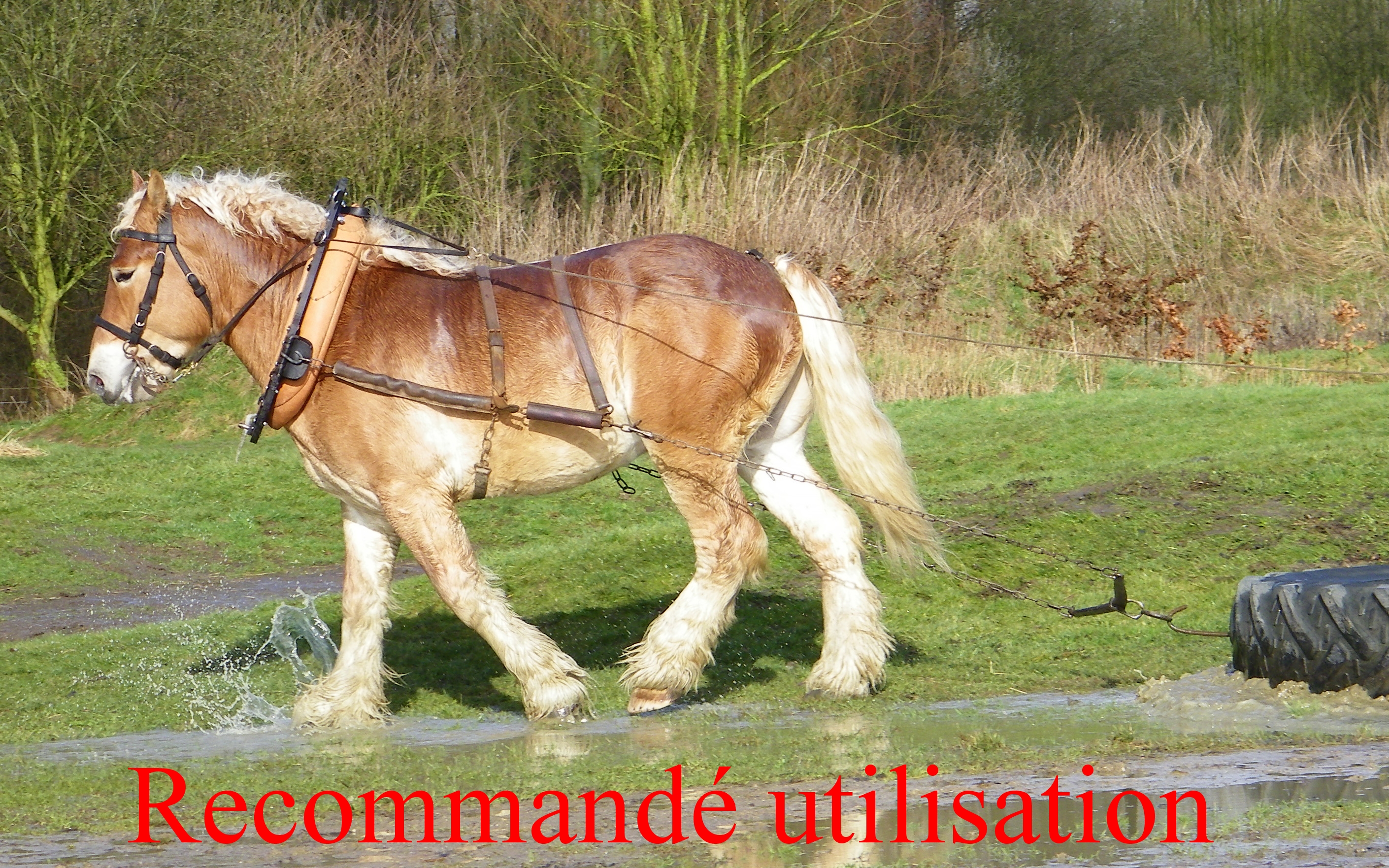 EVERT